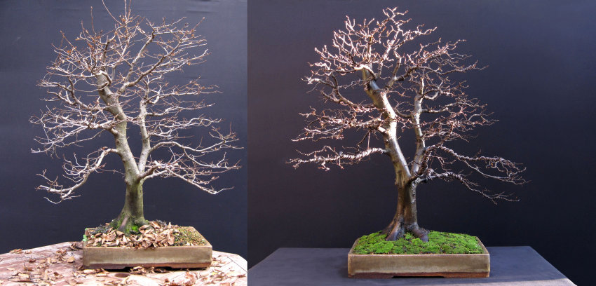 hornbeam bonsai